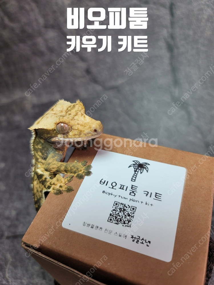 테라리움 비바리움 팔루다리움 정글식물 벌레잡이제비꽃 프리뮬리플로라 제주애기모람 바리에가타 신테니시 식충식물 아프리카...--5